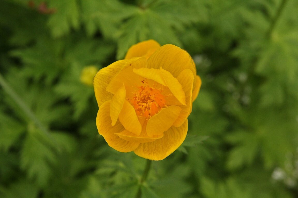 Yellow Flower, Howick Hall, Northumberland